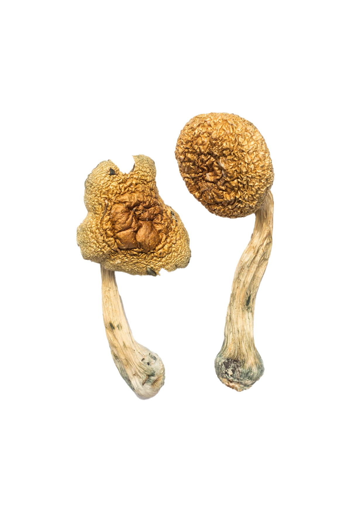 Buy Golden Mammoth Magic Mushrooms Australia