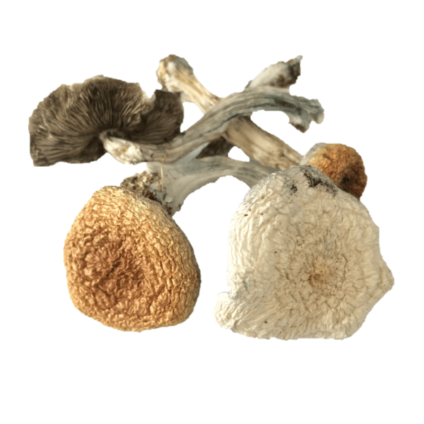 Buy Great White Monster Psilocybe Cubensis online