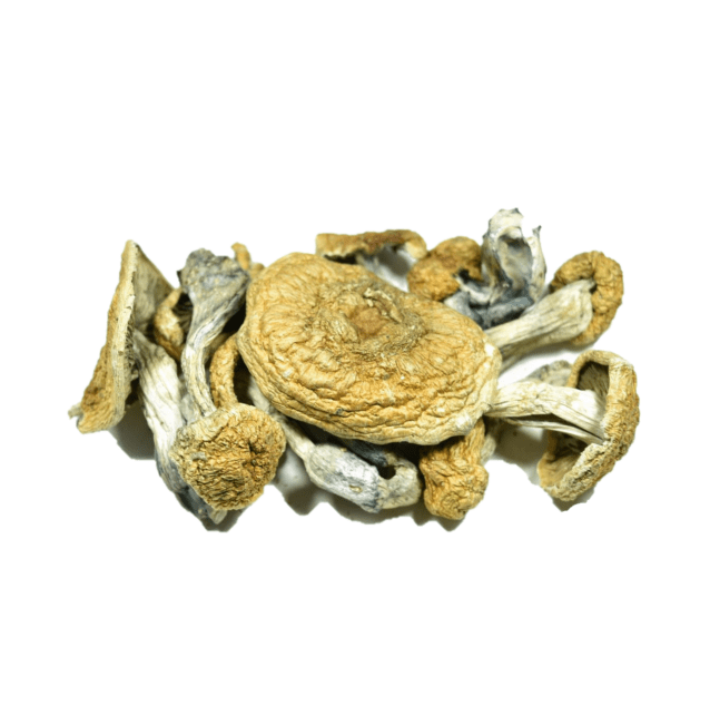 Buy Gourmet Mushroom Grow Kit Australia