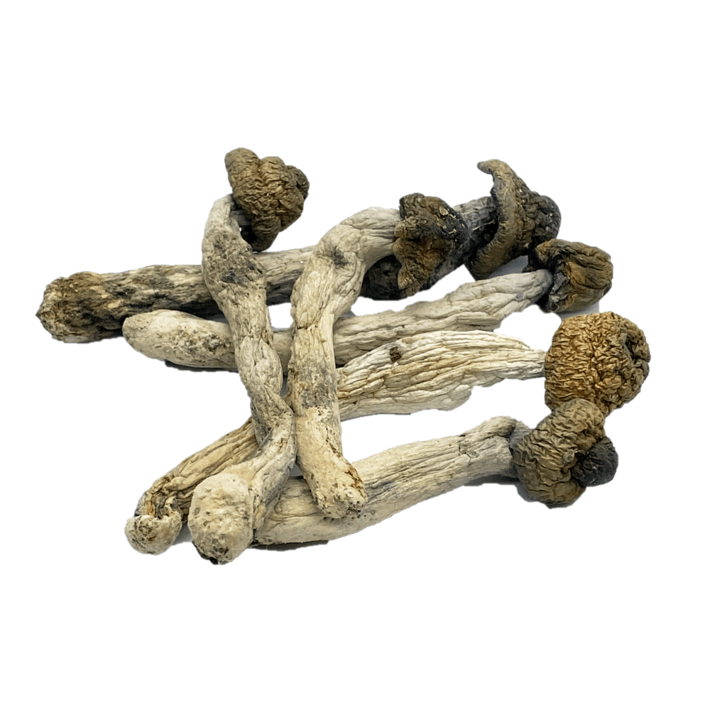 Buy Penis Envy Psilocybe Cubensis Online Australia