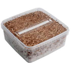 magic mushroom grow kit golden teacher xl australia
