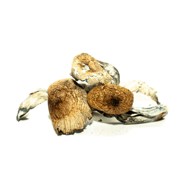Buy Koh Samui Psilocybe Cubensis online