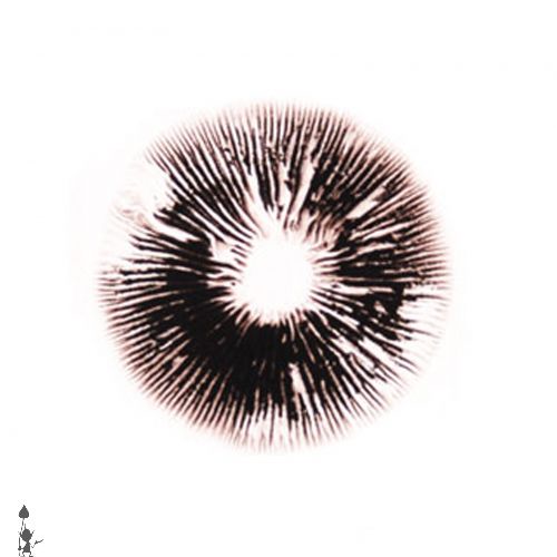 Buy Hawaii spore print for microscopy