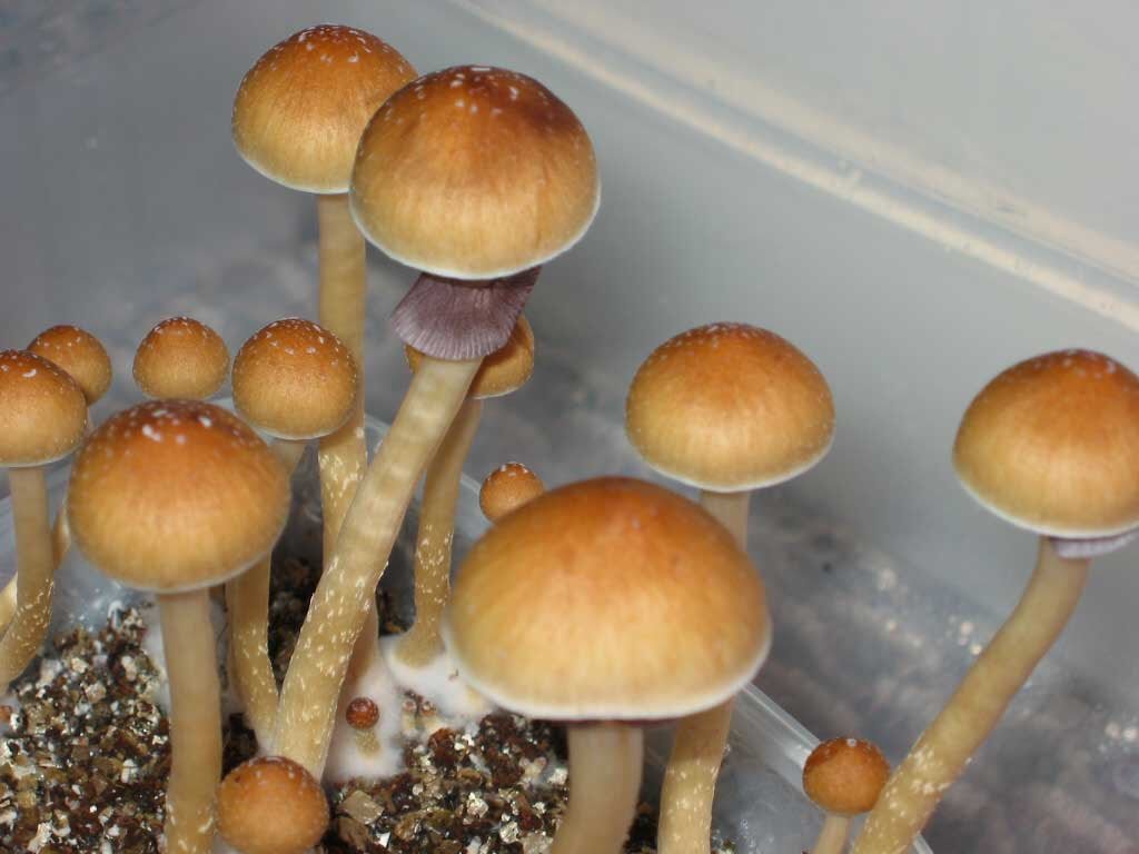 Buy Ecuadorian Magic Mushrooms Australia