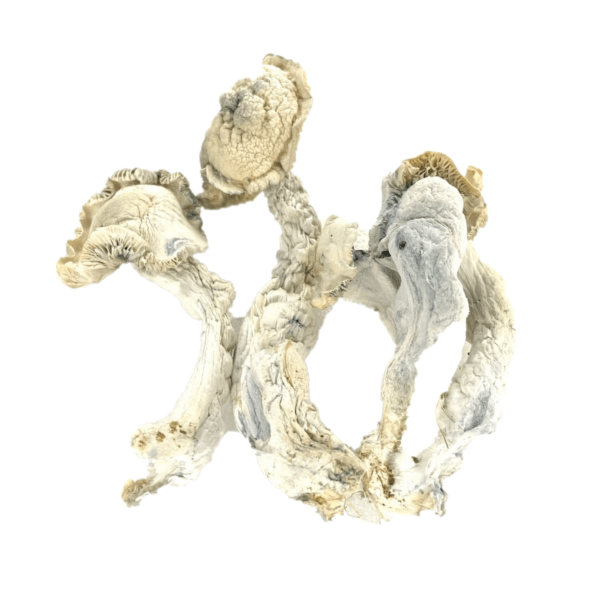 Buy Albino Teacher Psilocybe cubensis