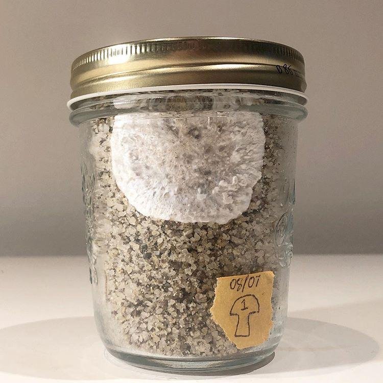 buy mushroom substrate jar Australia