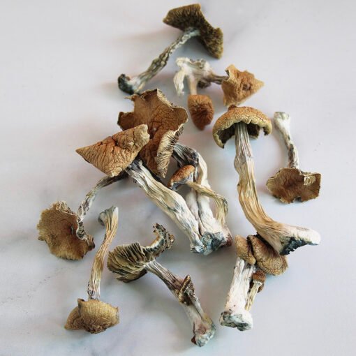 Buy Golden Teacher Mushrooms Australia