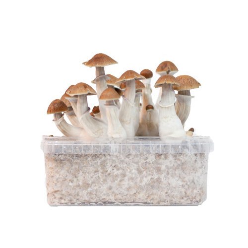 buy mushroom grow kit australia