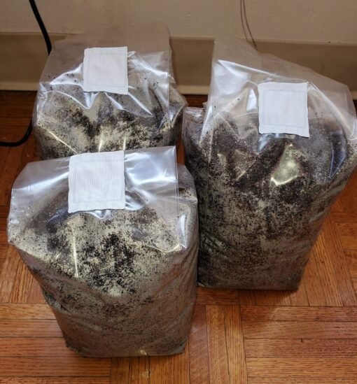 Buy Fresh Mushrooms Grow Kit Australia