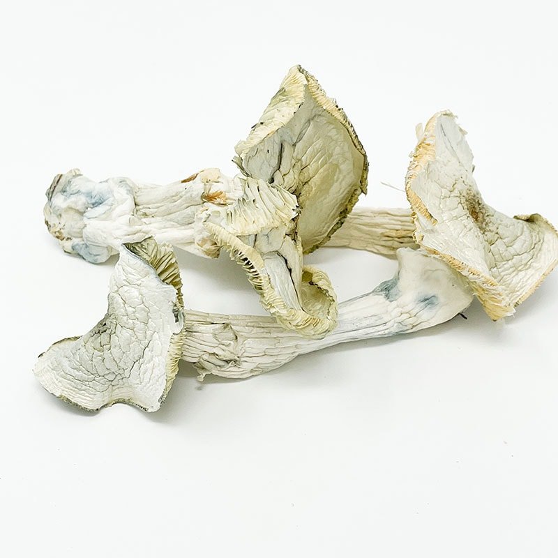Buy Albino A+ Magic Mushroom Spores